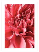 Flower Power - Art Print